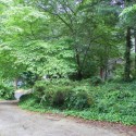 Front yard in the summer